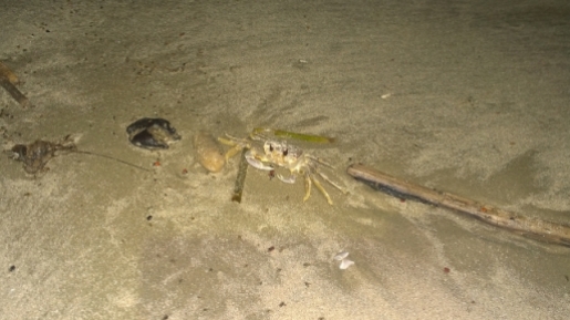 Ghost Crab eating cricket