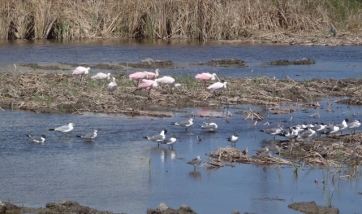 Roseate Spoonbills and Laughing Gulls