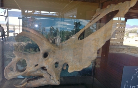 Bravoceratops