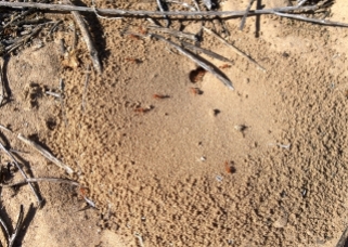 Red Ant mound
