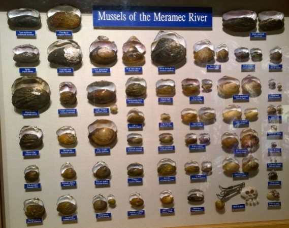 Mussel types