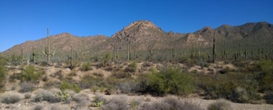 Saguaro NP West