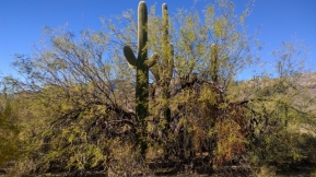 Saguaro's in Nurse Tree