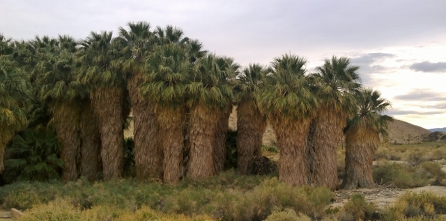 Indian Hills Palm Oasis
