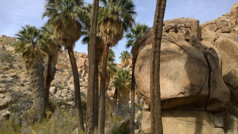 Lost Palm Oasis