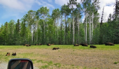 Bison herd with babies