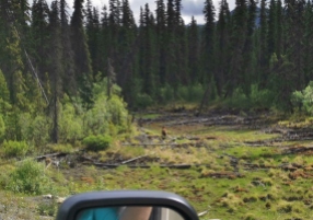 Our first bear sighting - we believe Black Bear with cinnamon colour as we couldn't see the grizzly hump