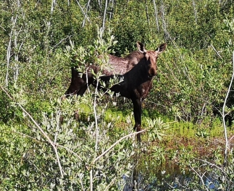 Photogenic Moose