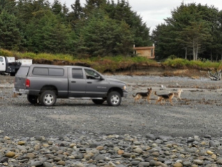 Alaskan way to take your dogs for a walk on the beach, or maybe they are training for the Iditarod.