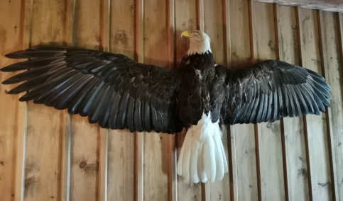 Never saw an Eagle mounted this way