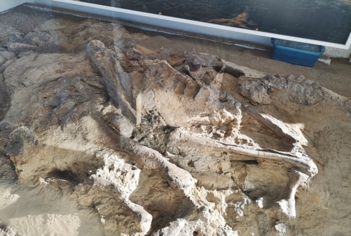 Hadrosaur bone exhibit