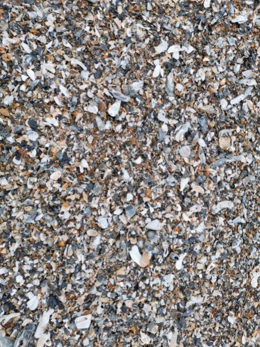 Edisto Beach shells