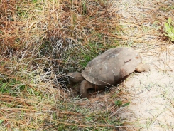 Gopher Tortoise returns to his burrow