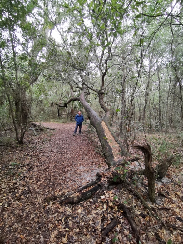 Live Oak still growing on its side on Brackenridge Trail