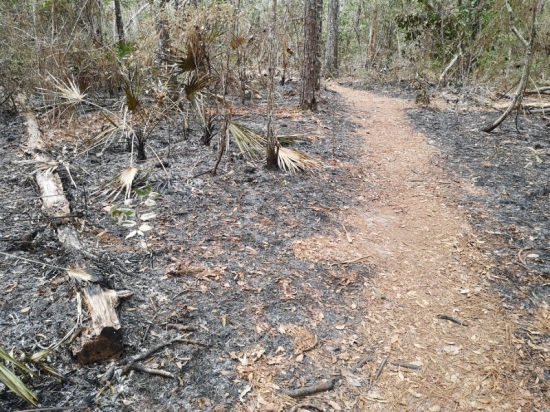 Very recent controlled burn on either side of trail
